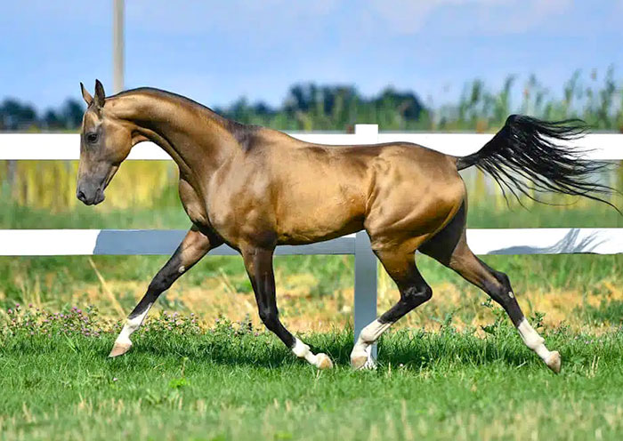 汗血寶馬