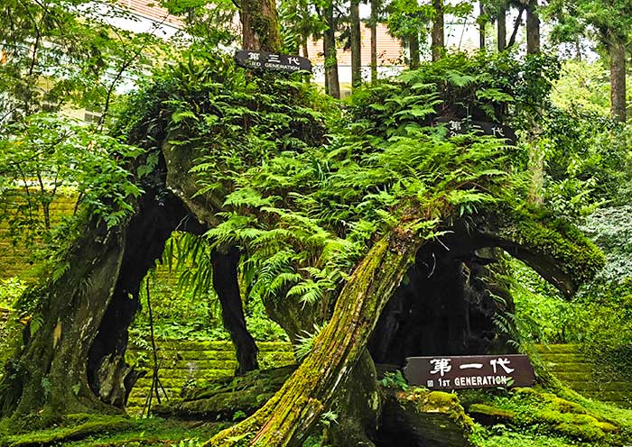 阿里山-三代木 阿里山-三代木