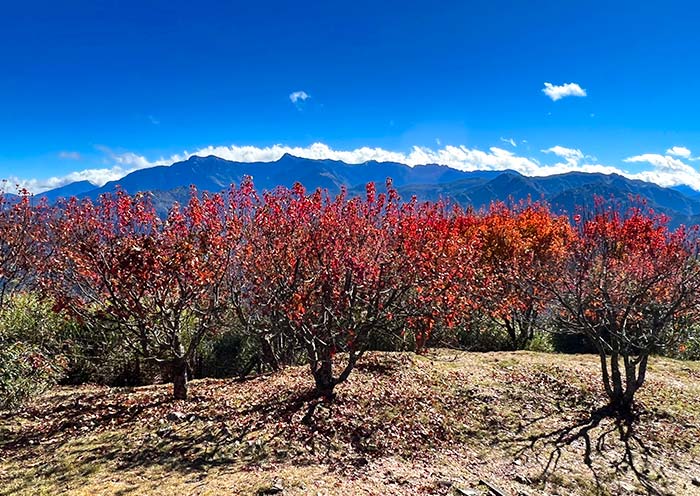 阿里山红枫 阿里山红枫