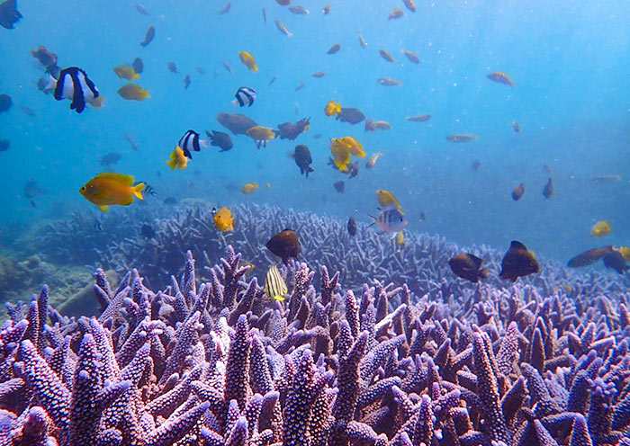 澎湖浮潜 澎湖浮潜