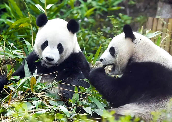 台北市立动物园-熊猫 台北市立动物园-熊猫