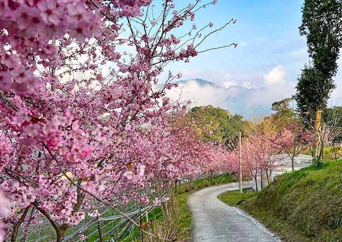阳明山樱花 阳明山樱花